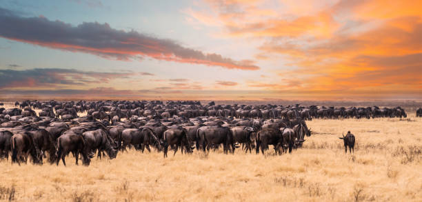 7 days Tanzania safari (Serengeti wildebeest migration) 2024 & 2025