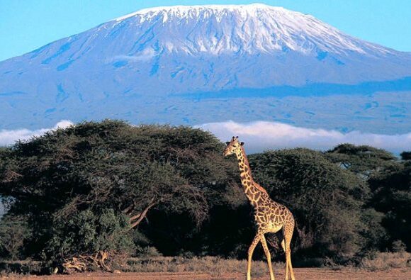 Climbing Mount kilimanjaro via Lemosho in 6 days (2024 & 2025)