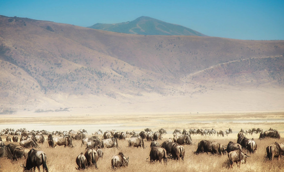 3 days Serengeti national park and Ngorongoro safari