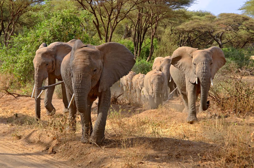 Tarangire national park 