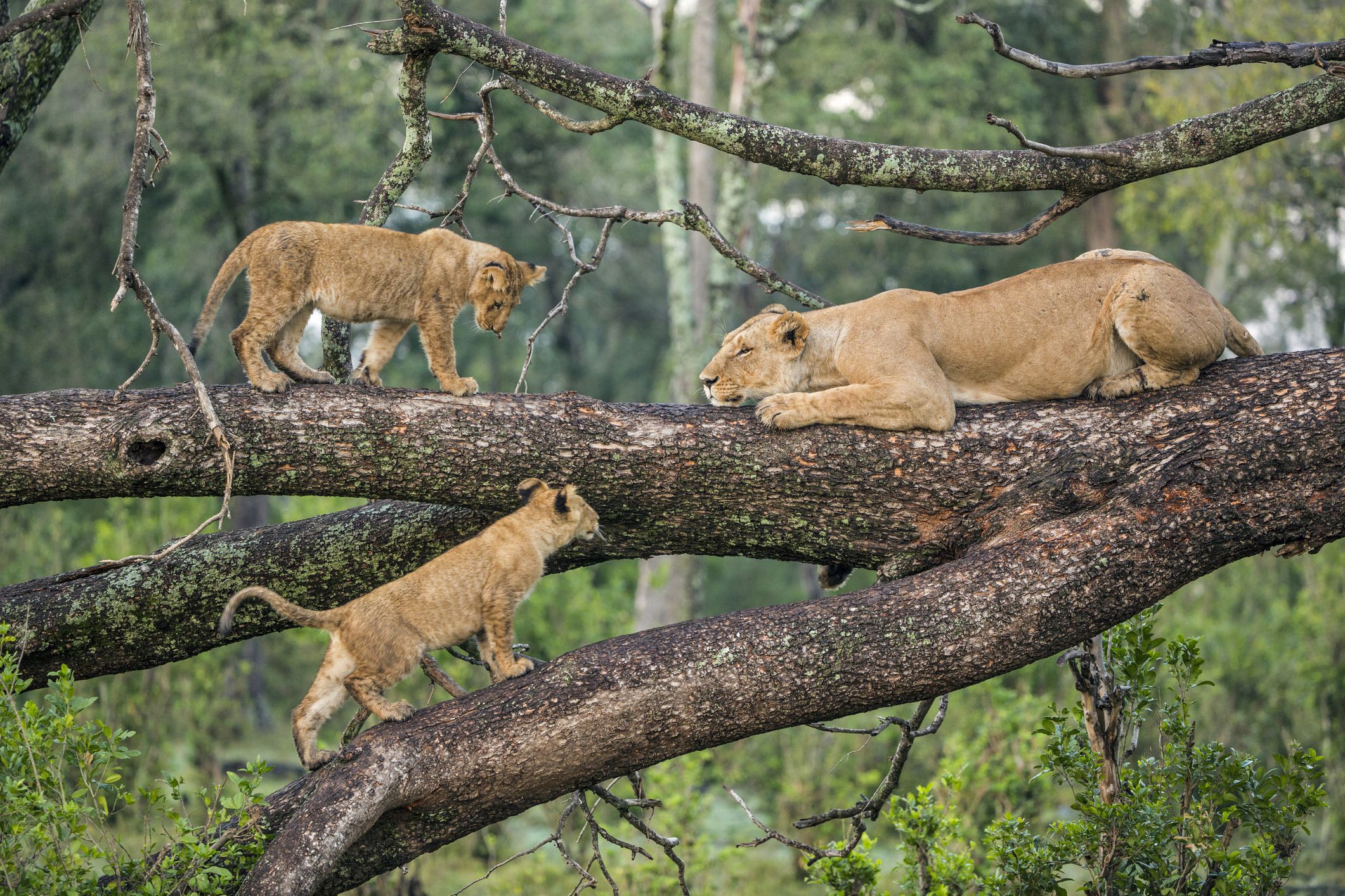 Lake Manyara national park